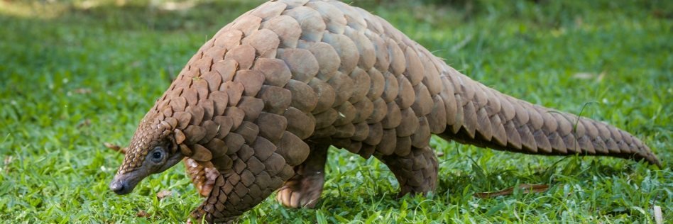 Grand_Pangolin's profile banner image