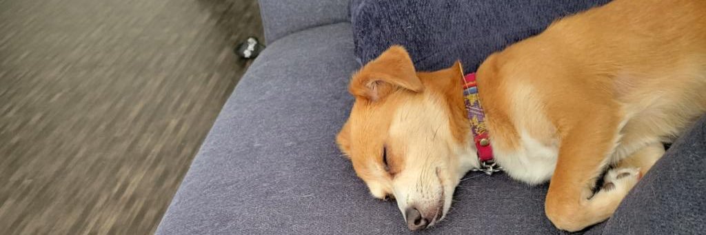 LizzoDee's profile banner image