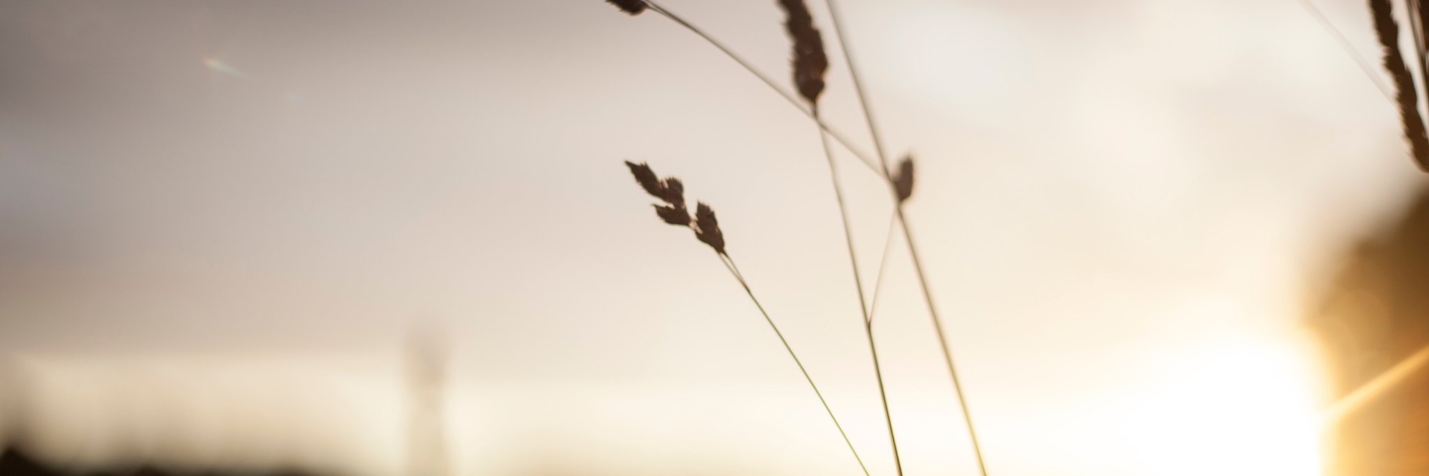 rosarositarous's profile banner image