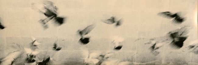 seaswallowz's profile banner image