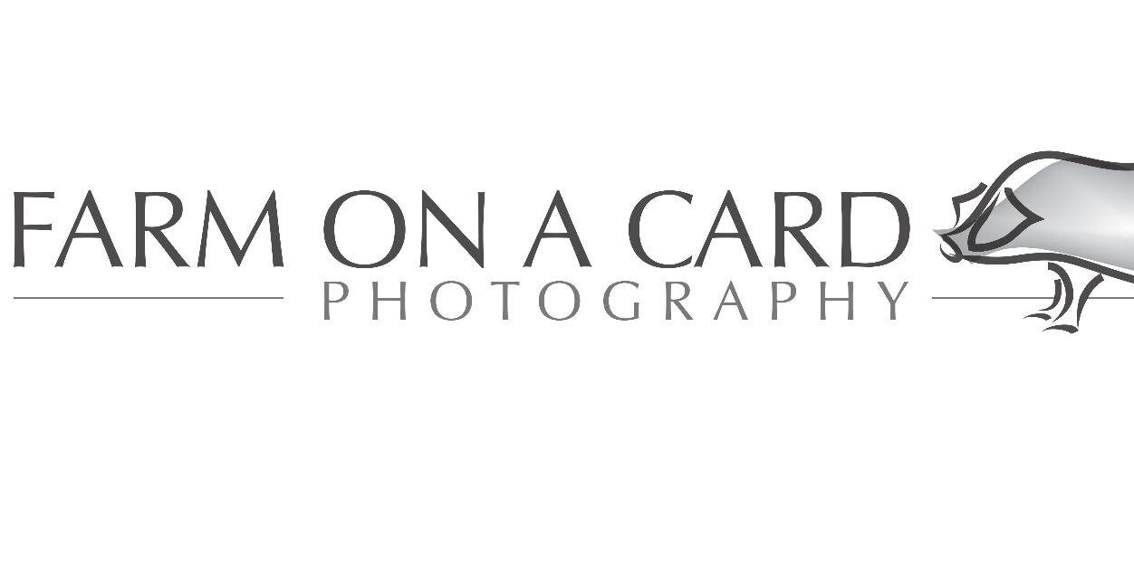 Liz Andreozzi banner