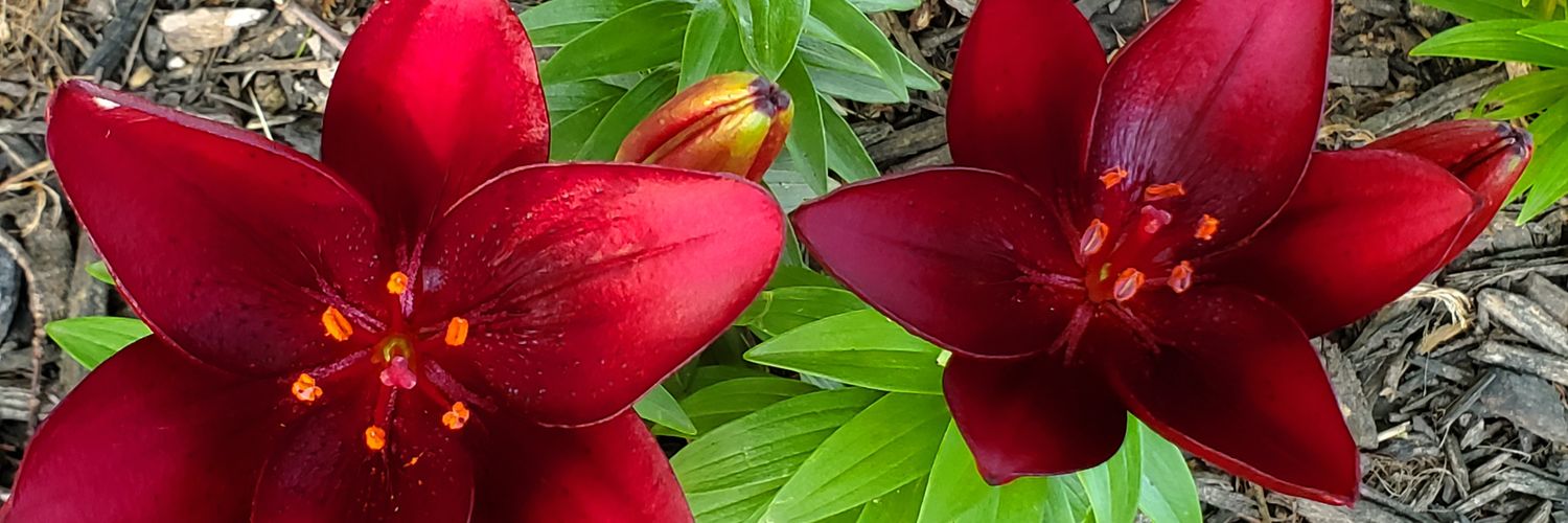 DaanielleS9's profile banner image