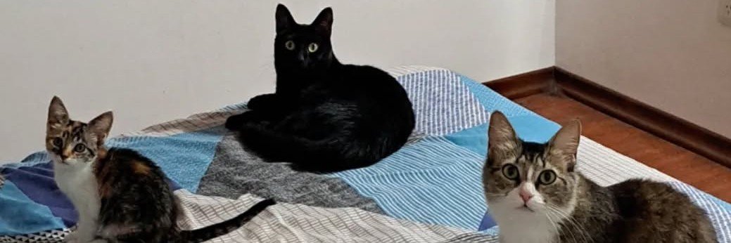 magrinaldi's profile banner image