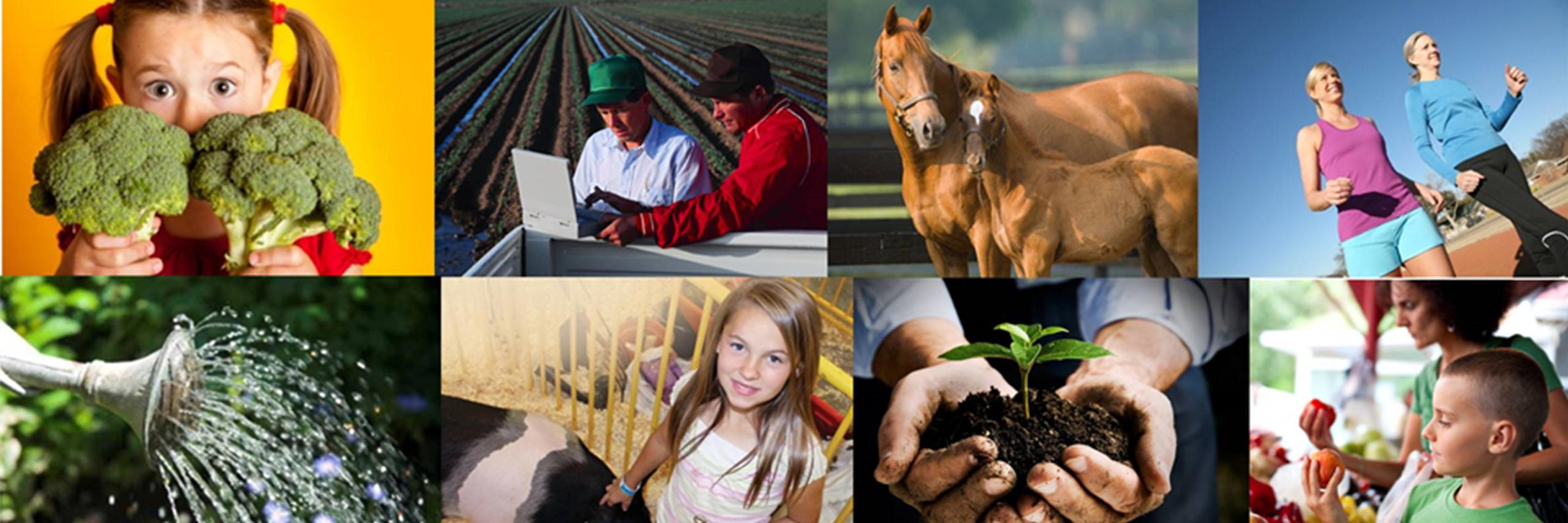 UArizona Cooperative Extension banner