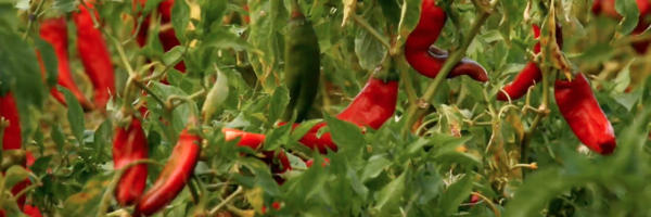 ElPinto Profile Banner