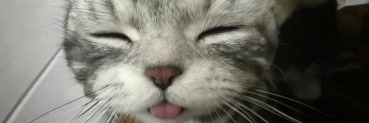 bubkittygirl's profile banner image