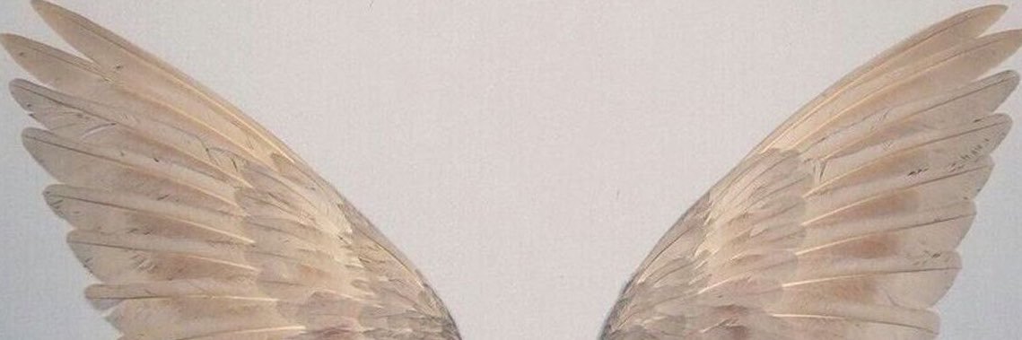 noxcoufly's profile banner image