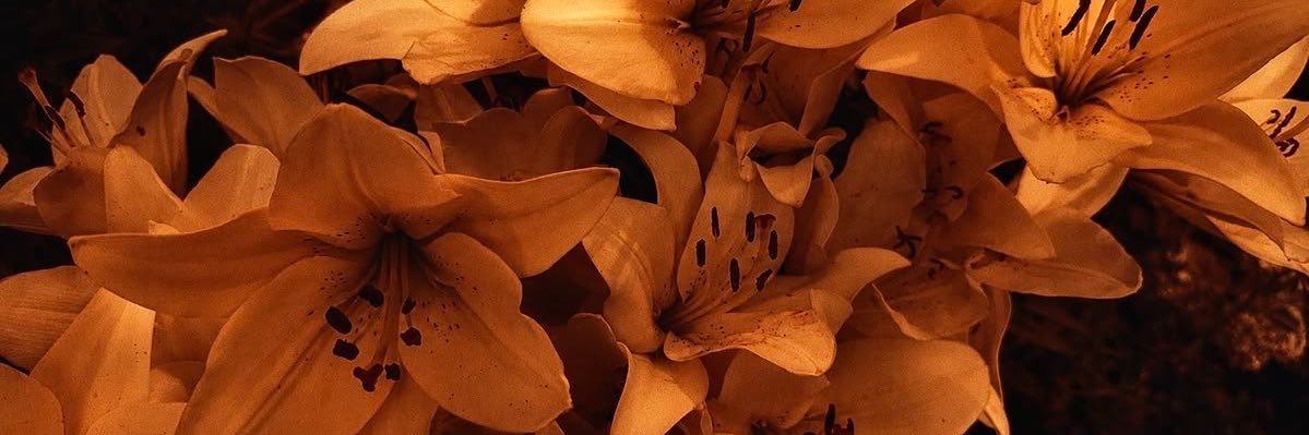 fallslane_'s profile banner image