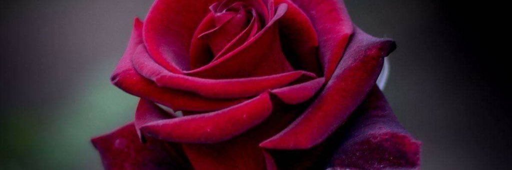 د.فاطمه الزهراني banner