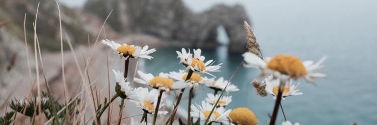 🌼 banner