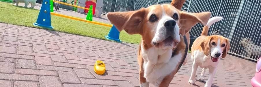 tiggtag's profile banner image