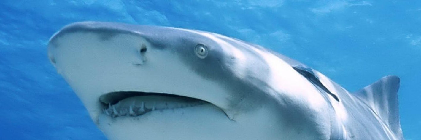 caixiaoshark's profile banner image