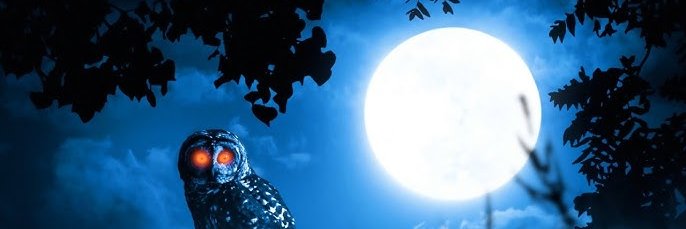 nightowlbets's profile banner image