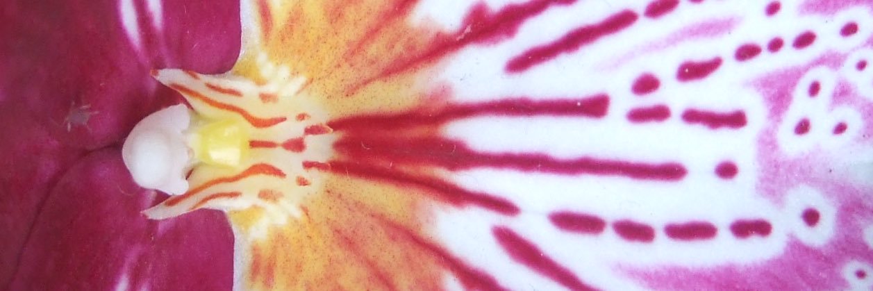 James Lyndsay banner