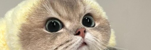 yingn9h's profile banner image