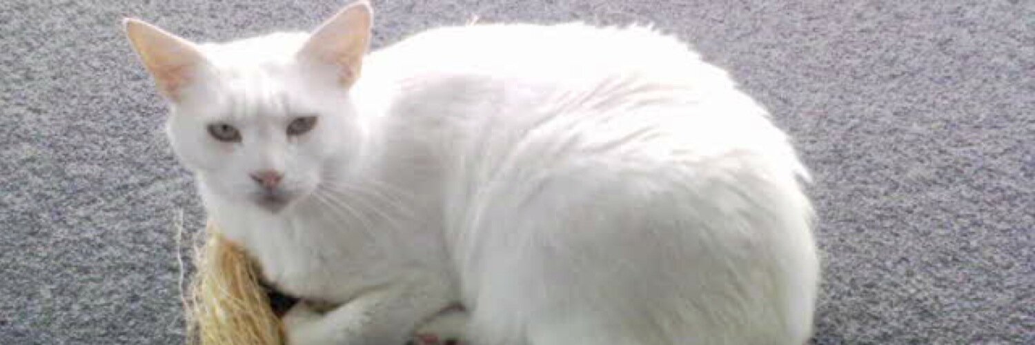 🖤Smooch, Pablo (Blade & Fantom💔 (OTRB)🖤 banner