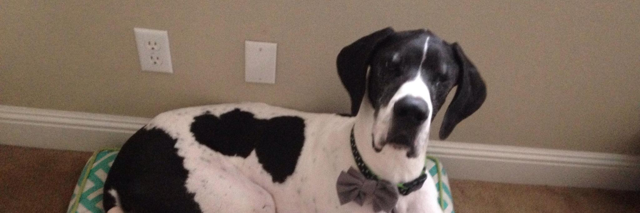 Allison Curtis banner