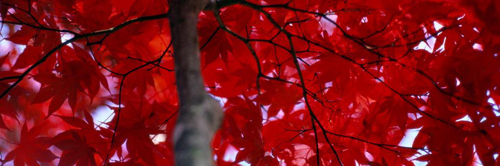 rand_dal's profile banner image