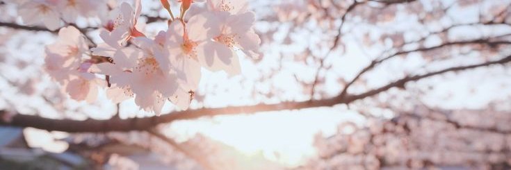 starry_sug3r's profile banner image