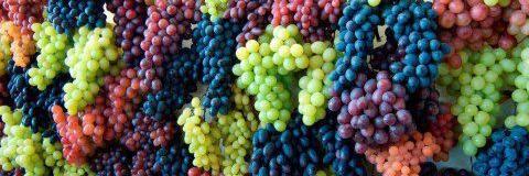 GoingGrape's profile banner image