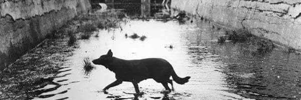 Ben Too Many Bones Buckingham banner