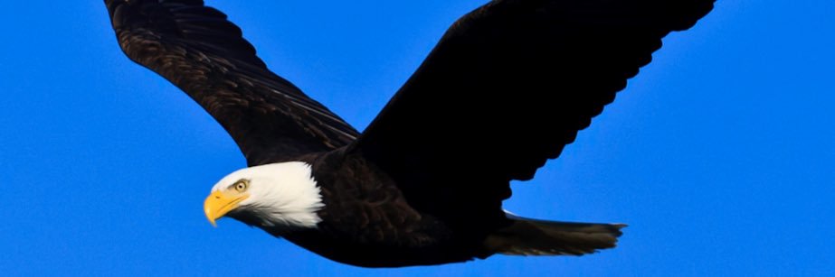 🫀✌🏽🩸 banner