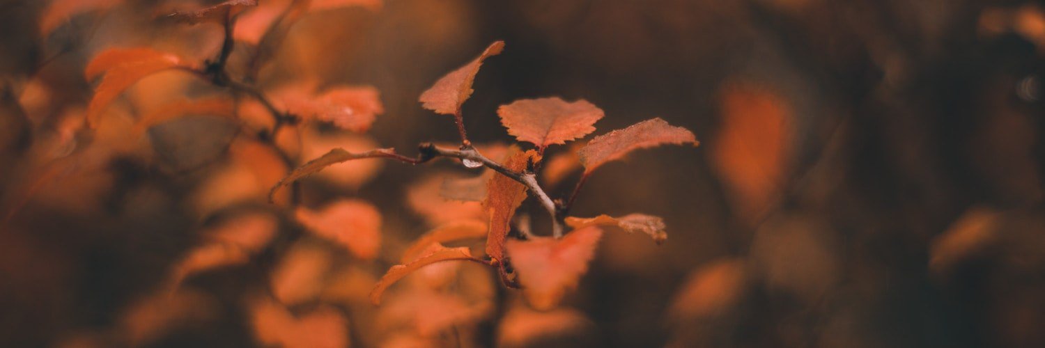 dlusozler's profile banner image