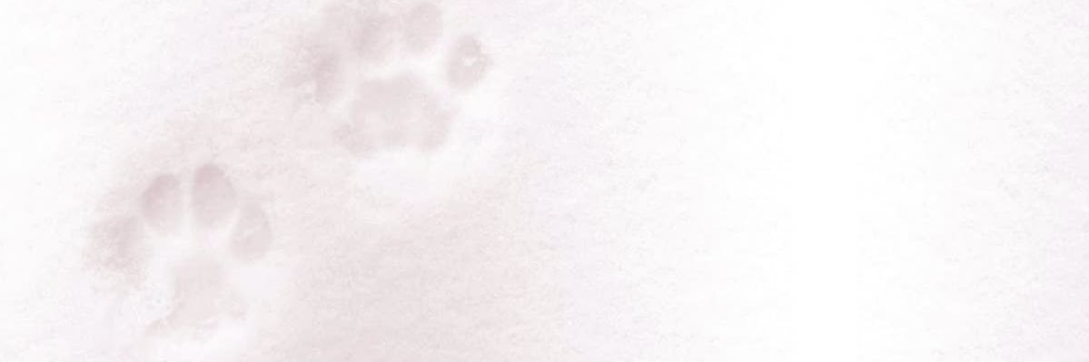 pup4ws's profile banner image