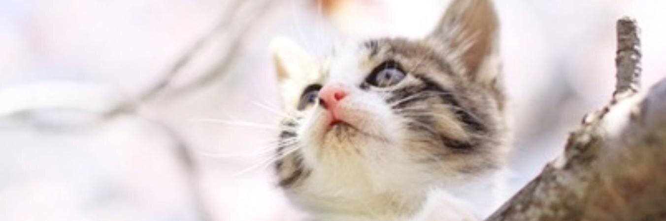 czar_cat's profile banner image