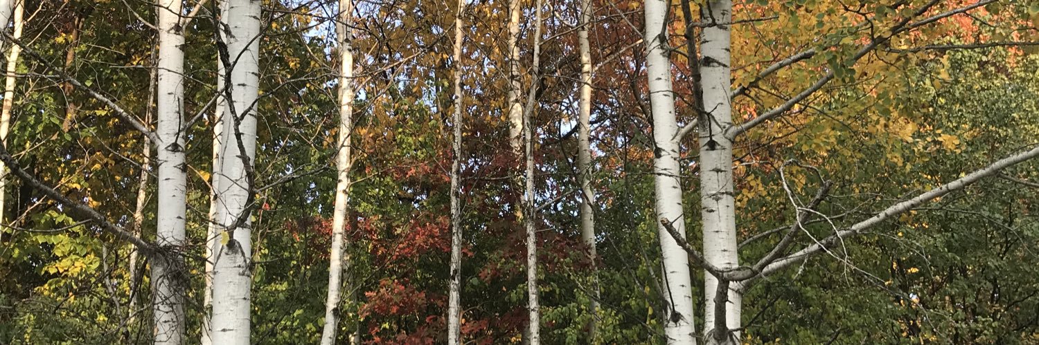 stephwernerruns's profile banner image