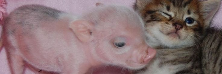 Pigsmud's profile banner image