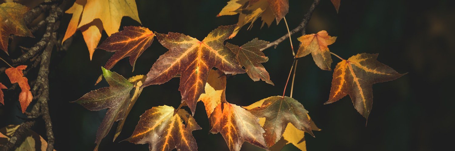 drtlkler's profile banner image