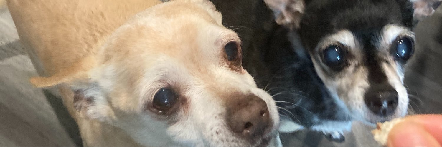 chihualava2's profile banner image