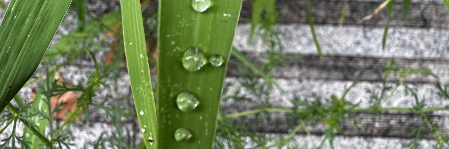 DSGA0001's profile banner image