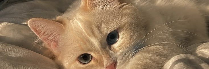 aaawanni's profile banner image