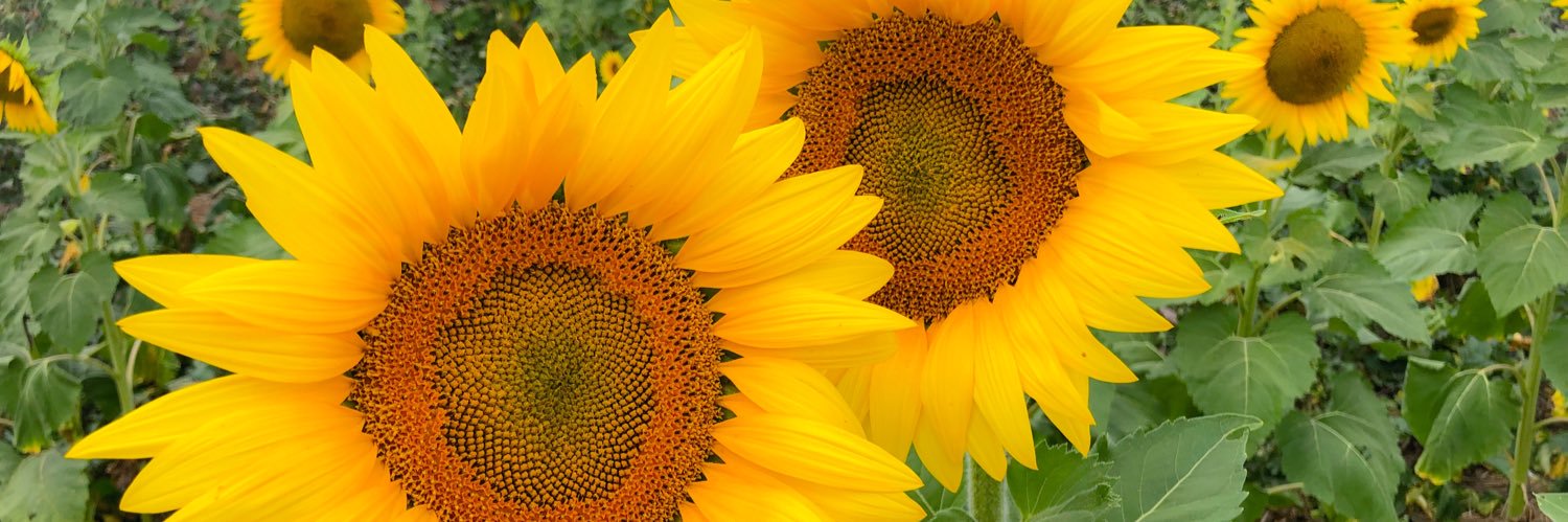 danyel_mabry's profile banner image