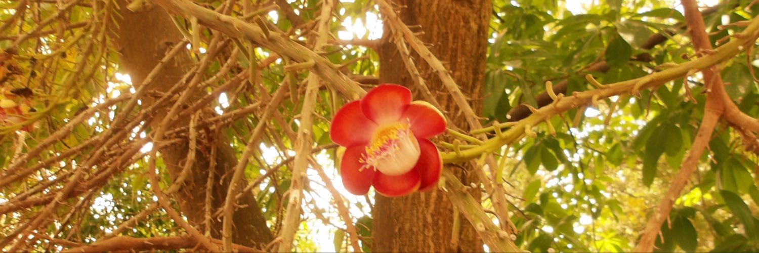 _DazedRose's profile banner image
