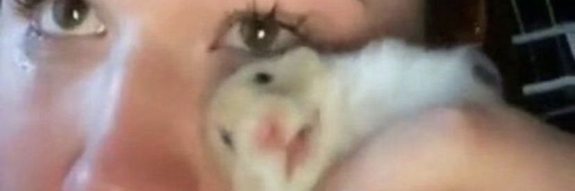 HamstersAnon's profile banner image