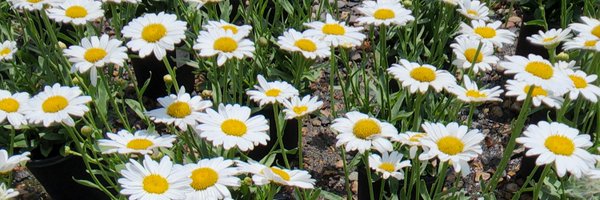 Celosia2 Profile Banner