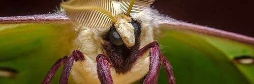 mothjamm's profile banner image