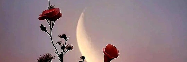 Bluemoondreamer's profile banner image