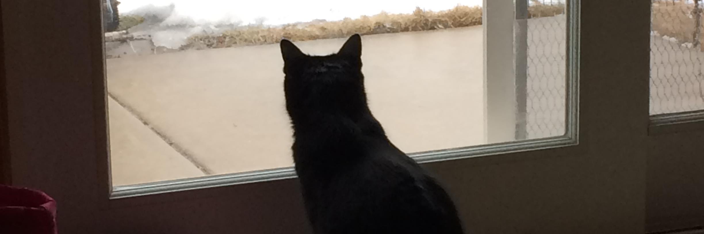 KittyGracey's profile banner image
