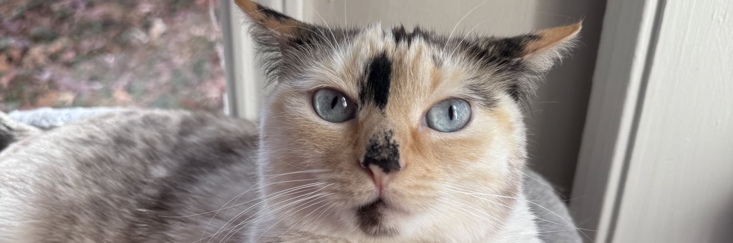 patty 🐱 banner