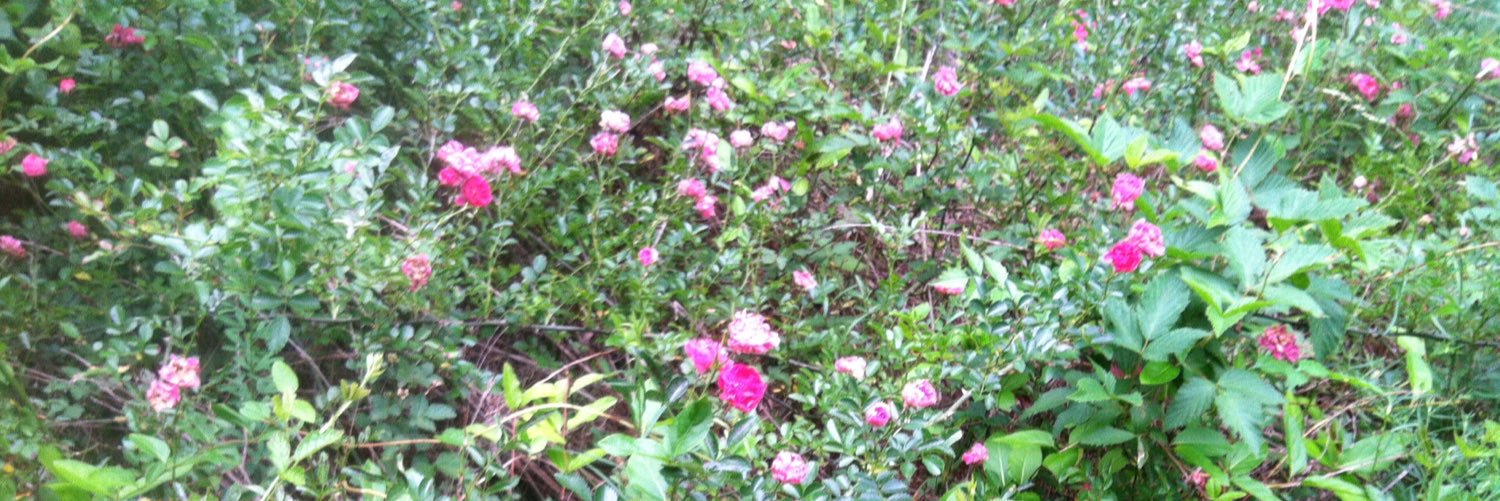 cyndigardner's profile banner image