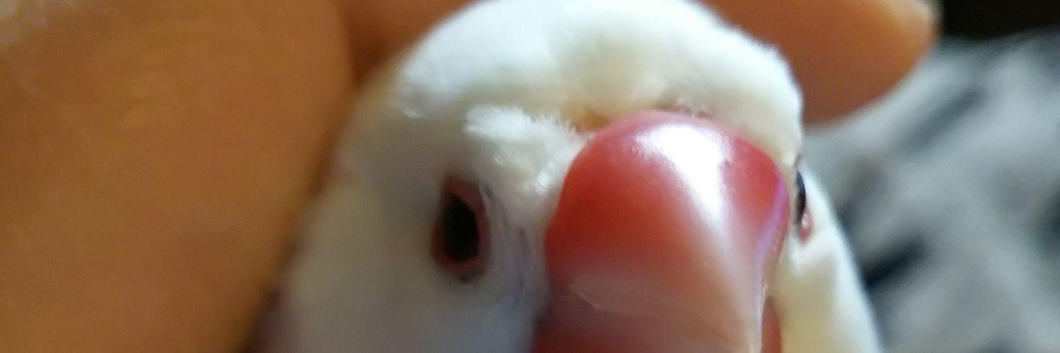 mimimiemimimimi's profile banner image