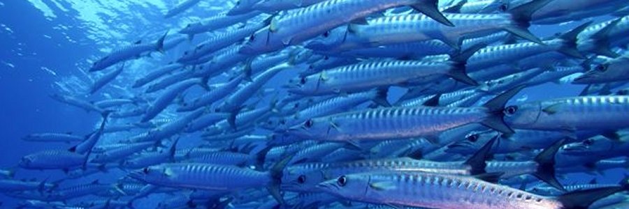diversiondive's profile banner image