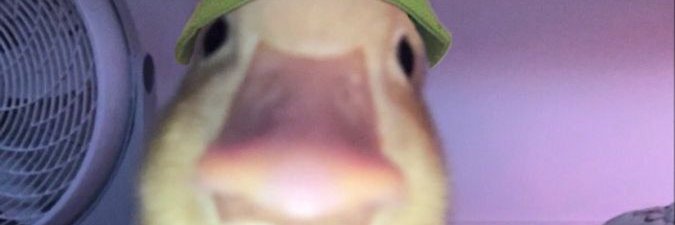 0xBrangizz's profile banner image
