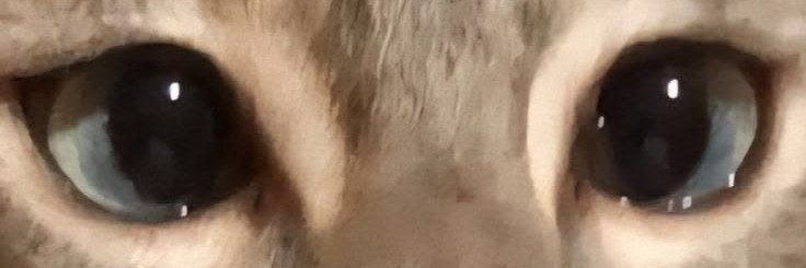 CamissdSilvaa's profile banner image
