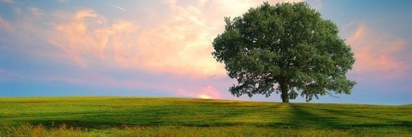 EvergreenWspgm's profile banner image