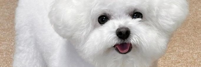 DoggoWorldxt3f's profile banner image